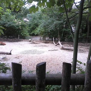 Wildlife Canyon- Red River Hog exhibit