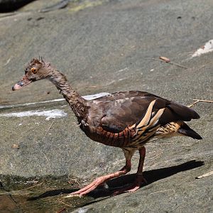Plumed whistling duck/ Dendrocygna eytoni