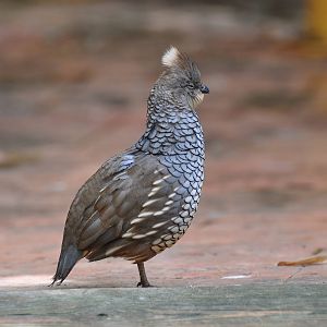 Scaled quail / Callipepla squamata