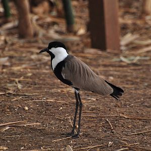Spur-winged plover/ Hoplopterus spinosus