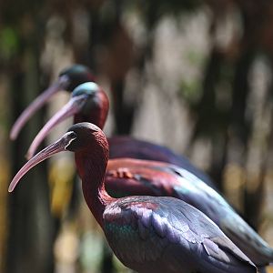 Glossy ibis / Plegadis falcinellus