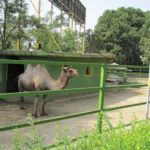 Yard Bactrian Camel(tehran zoo)