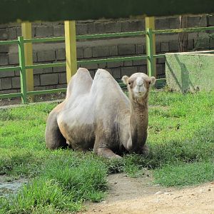 Yard Bactrian Camel (tehran zoo)