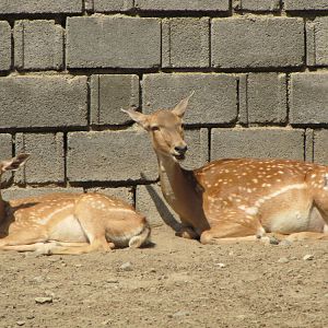 baby and mother persian fallow deer (tehran zoo)