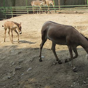 baby and mother persian onager (tehran zoo)