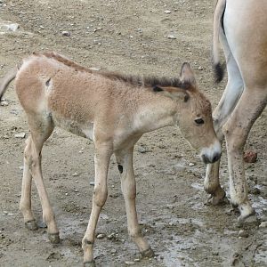 baby and mother persian onager (tehran zoo)