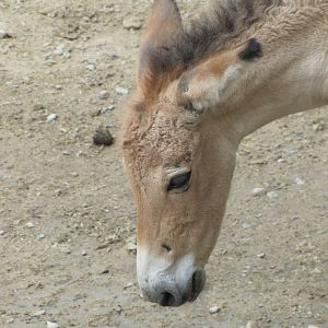 baby persian onager (tehran zoo)