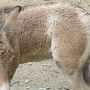 baby persian onager (tehran zoo)