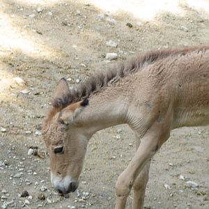 baby persian onager (tehran zoo)