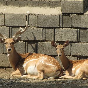 male and female persian fallow deer (tehran zoo)