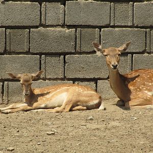 baby and mother persian fallow deer (tehran zoo)