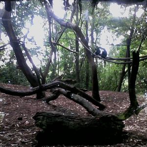 Jungle Trails- Angolan Colobus exhibit
