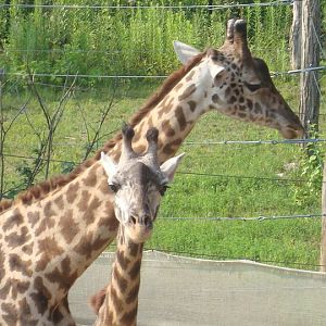 Kimba and Tessa @ Giraffe Ridge
