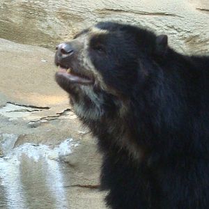 Spectacled Bear