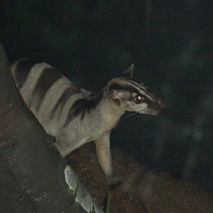Banded Palm Civet
