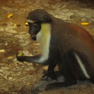 Diana Monkey