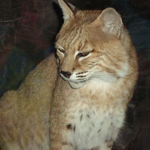 Bobcat