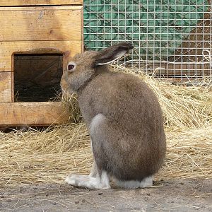 Mountain hare/ Lepus timidus