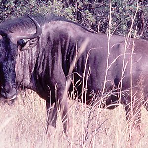 Blue Wildebeest