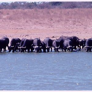 Cape Buffalo