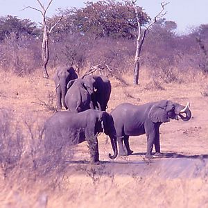 Elephants