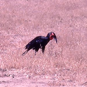 Ground Hornbill