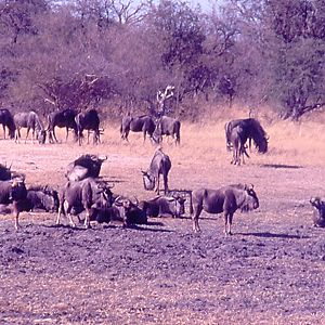 Wildebeest