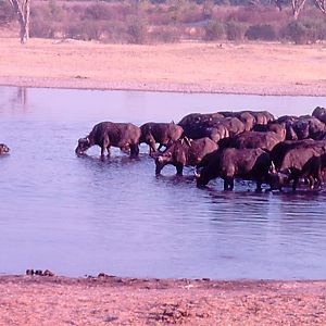 Cape Buffalo, Hippo calf and Nile Crocodile