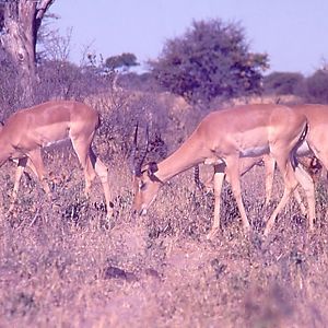 Impala