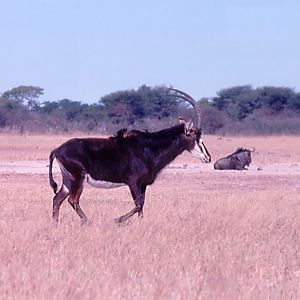 Sable Antelope