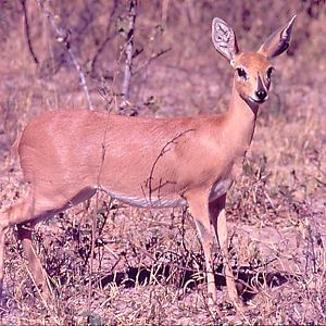 Steenbok