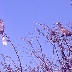 Yellow-billed Hornbill and Grey Hornbill