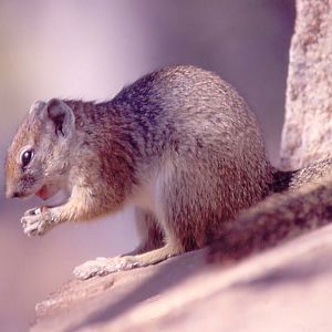 Smiths Bush Squirrel