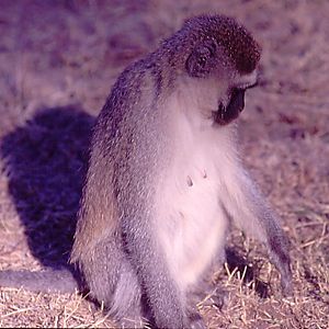 Vervet
