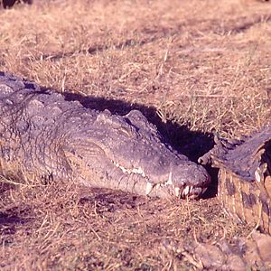 Nile Crocodile