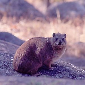 Hyrax