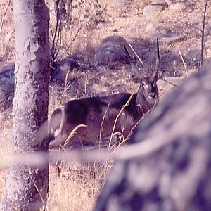 Waterbuck