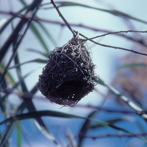Weaver nest