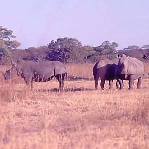 White Rhino trio