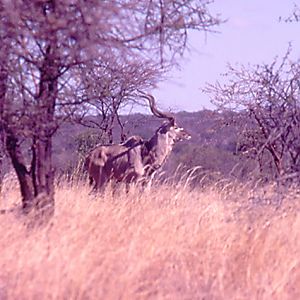 Greater Kudu buck