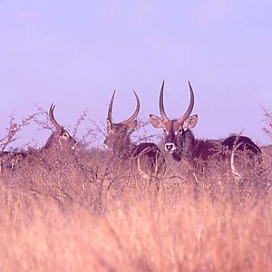 Waterbuck
