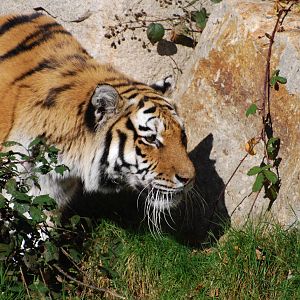 Amur Tiger - 21 October 2010