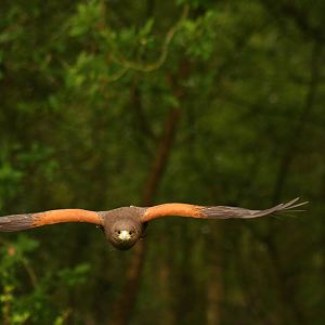 'Bonnie' Female Harris Hawk