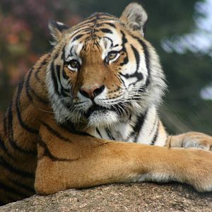 Amur Tiger - 15 September 2010