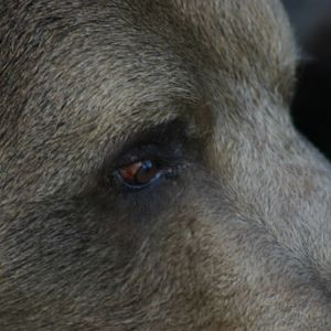 European Brown Bear - 26th January 2011