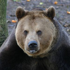 European Brown Bear - 26th January 2011