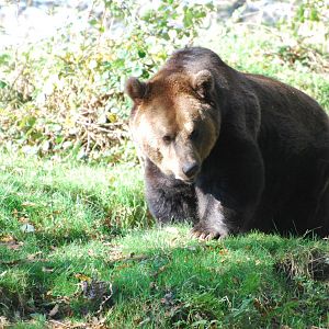 European Brown Bear - 10 November 2010