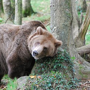 European Brown Bear - 21 October 2010