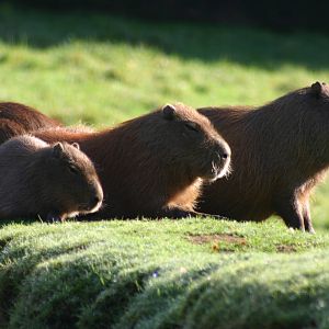 Capybara - 11 October 2010