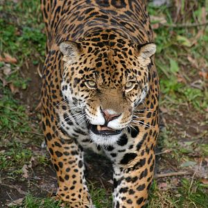 Jaguar - 26 January 2011